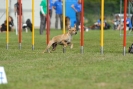 Agilityturnier am 30.06.2007 _902