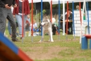 Agilityturnier am 30.06.2007 _93