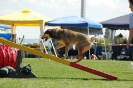 Bayerische Meisterschaft Agility am 02.07.2006 _101