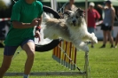 Bayerische Meisterschaft Agility am 02.07.2006 _15