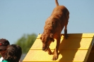 Bayerische Meisterschaft Agility am 02.07.2006 _212
