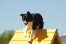 Bayerische Meisterschaft Agility am 02.07.2006 _215