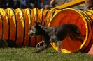 Bayerische Meisterschaft Agility am 02.07.2006 _223