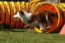 Bayerische Meisterschaft Agility am 02.07.2006 _236