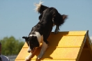 Bayerische Meisterschaft Agility am 02.07.2006 _244