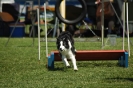 Bayerische Meisterschaft Agility am 02.07.2006 _414