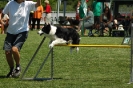 Bayerische Meisterschaft Agility am 02.07.2006 _415