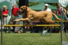 Bayerische Meisterschaft Agility am 02.07.2006 _434