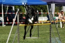 Bayerische Meisterschaft Agility am 02.07.2006 _439