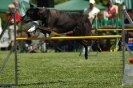 Bayerische Meisterschaft Agility am 02.07.2006 _440