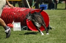 Bayerische Meisterschaft Agility am 02.07.2006 _441