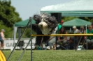 Bayerische Meisterschaft Agility am 02.07.2006 _458