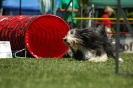 Bayerische Meisterschaft Agility am 02.07.2006 _459