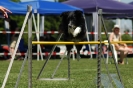 Bayerische Meisterschaft Agility am 02.07.2006 _464