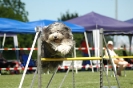 Bayerische Meisterschaft Agility am 02.07.2006 _484