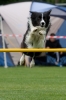 Bundessiegerprüfung Agility am 21.06.2009 _101