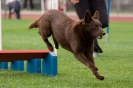 Bundessiegerprüfung Agility am 21.06.2009 _108