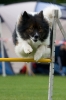 Bundessiegerprüfung Agility am 21.06.2009 _112