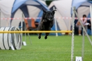 Bundessiegerprüfung Agility am 21.06.2009 _114