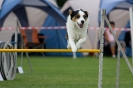 Bundessiegerprüfung Agility am 21.06.2009 _115