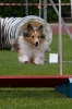 Bundessiegerprüfung Agility am 21.06.2009 _119