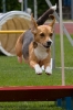 Bundessiegerprüfung Agility am 21.06.2009 _124