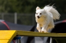 Bundessiegerprüfung Agility am 21.06.2009 _130