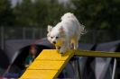 Bundessiegerprüfung Agility am 21.06.2009 _131