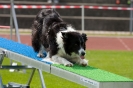 Bundessiegerprüfung Agility am 21.06.2009 _132