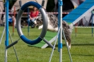 Bundessiegerprüfung Agility am 21.06.2009 _141