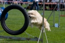 Bundessiegerprüfung Agility am 21.06.2009 _144