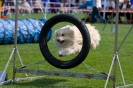 Bundessiegerprüfung Agility am 21.06.2009 _145