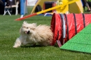 Bundessiegerprüfung Agility am 21.06.2009 _147