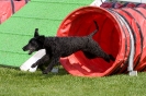 Bundessiegerprüfung Agility am 21.06.2009 _151