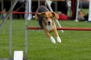 Bundessiegerprüfung Agility am 21.06.2009 _152