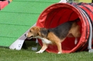 Bundessiegerprüfung Agility am 21.06.2009 _153