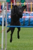 Bundessiegerprüfung Agility am 21.06.2009 _154