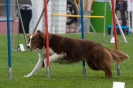 Bundessiegerprüfung Agility am 21.06.2009 _156