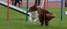 Bundessiegerprüfung Agility am 21.06.2009 _157