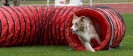 Bundessiegerprüfung Agility am 21.06.2009 _49