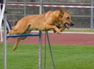 Bundessiegerprüfung Agility am 21.06.2009 _51