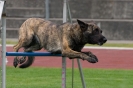 Bundessiegerprüfung Agility am 21.06.2009 _52