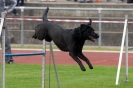 Bundessiegerprüfung Agility am 21.06.2009 