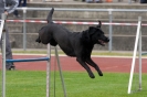 Bundessiegerprüfung Agility am 21.06.2009 _53