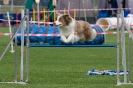 Bundessiegerprüfung Agility am 21.06.2009 _59