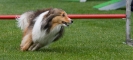 Bundessiegerprüfung Agility am 21.06.2009 _66