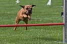 Bundessiegerprüfung Agility am 21.06.2009 _67