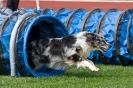 Bundessiegerprüfung Agility am 21.06.2009 _68