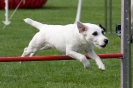 Bundessiegerprüfung Agility am 21.06.2009 _71