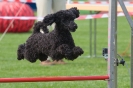 Bundessiegerprüfung Agility am 21.06.2009 _75